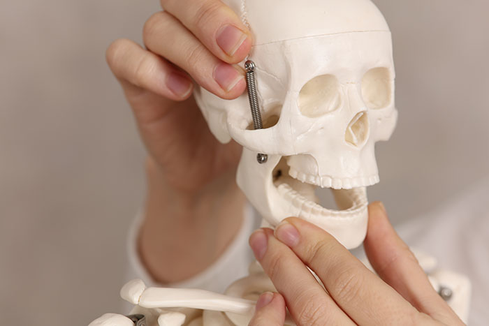 Skull Model Demonstrating Jaw Growth and Alignment Hands holding a skull model while demonstrating the position and movement of the upper and lower jaw.